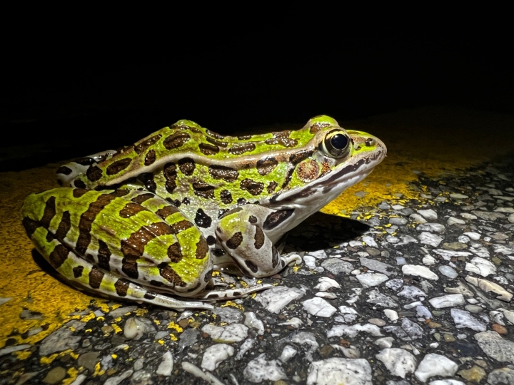 Northern Leopard Frog